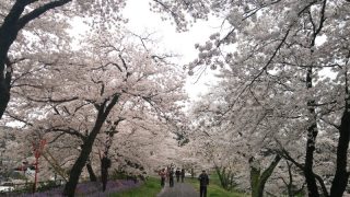 斐伊川堤防桜並木 日本神話の故郷を彩る美しい桜