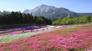 ピンク色の絨毯！秩父・羊山公園の芝桜2018年の見頃