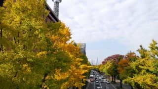 横浜の紅葉2018！人気スポットの見頃や楽しみ方
