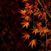 【関西】紅葉にドライブ！ 秋のおすすめデートスポット2018