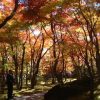 箱根で紅葉狩り！ 2018年の見頃とエリア別おすすめスポット