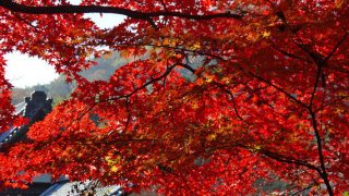 京都で紅葉狩り！2018年のおすすめ名所・見頃・ライトアップ情報