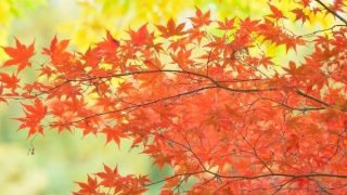 滋賀の紅葉2018！おすすめ名所や見頃時期、ライトアップ情報