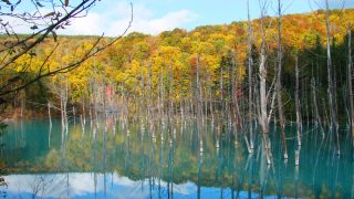 美瑛・青い池の紅葉2018見頃時期！秋の絶景を堪能