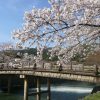 京都で桜を見るならココ！京都の桜の名所＆開花時期予想2016