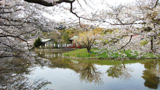 お花見は鎌倉で！鎌倉のオススメ桜の名所 ベスト10【2019年】