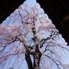川越の桜花見おすすめスポット！人気観光地・川越の桜名所：2019