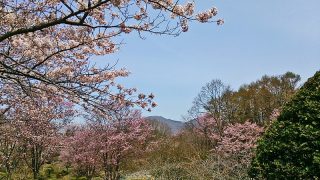 北海道の桜の名所7選！お花見で行きたいスポット【2019】