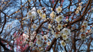 横浜で梅のお花見が楽しめる名所・公園・梅まつり2021