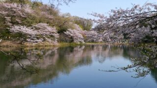 横浜・三ツ池公園で桜のお花見！ 2022年桜の見ごろ・混雑情報まとめ