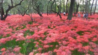 巾着田の曼珠沙華・コスモスの開花見頃やアクセス【2022年】