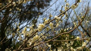 横浜が誇る日本庭園「三溪園」で梅を愛でる。人気の臥竜梅と緑萼梅の見ごろはいつ？