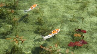 「モネの池」として話題！ 岐阜県根道神社で見られる絵画の世界