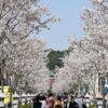 桜の季節におすすめ！ 鎌倉の人気観光名所を1日で巡るモデルコース