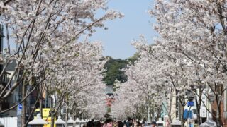 富山の奇跡の絶景！ 雪山、桜、菜の花、チューリップが織りなす「春の四重奏」