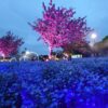 東京・舎人公園でネモフィラの絶景を！ 昼も夜も美しい「青い花畑」への誘い