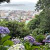 奈良のお寺で見つけた「あじさいの絶景」5選！ “花の御寺”長谷寺、“あじさいだらけ”の矢田寺など
